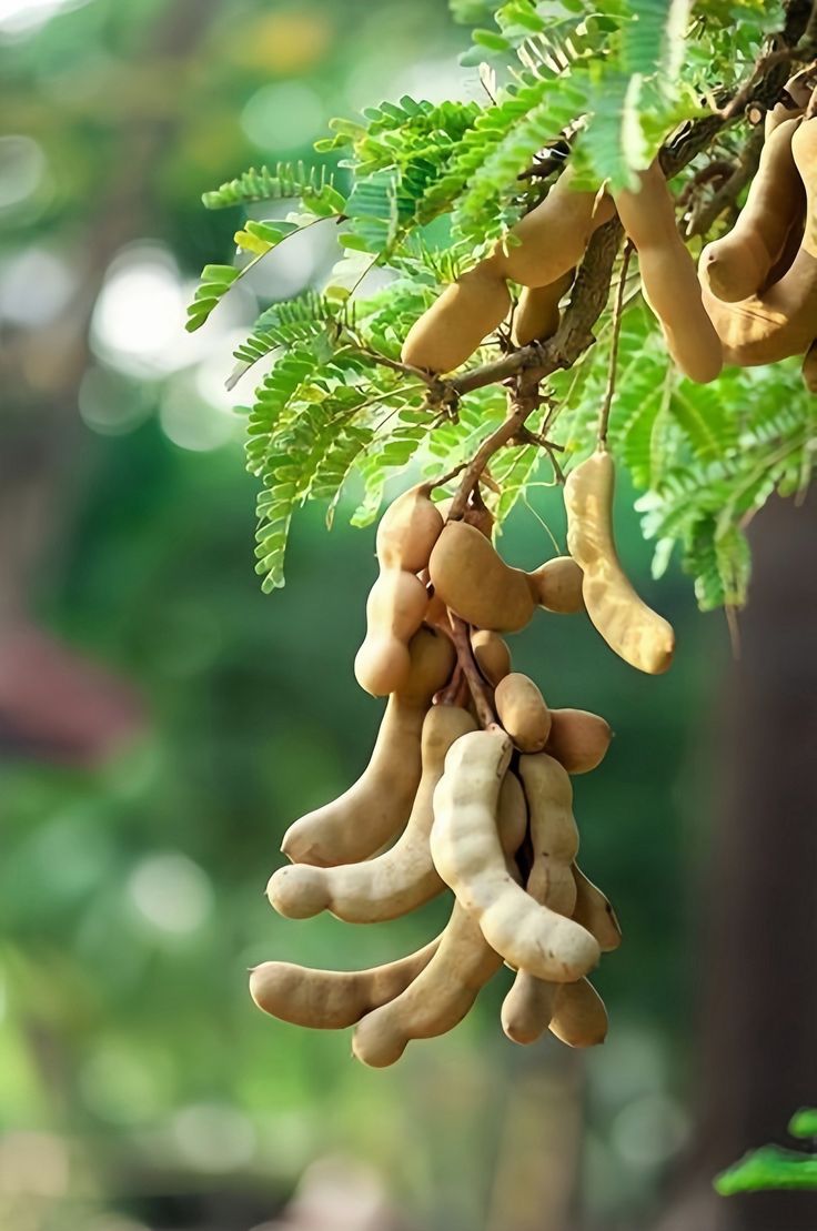 Tamarind 100 g 	 - Image 2