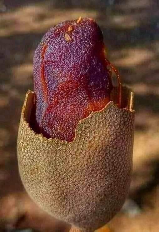 Tamarind 100 g 	 - Image 3