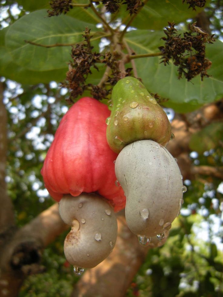 Cashew Nut  100 g - Image 3