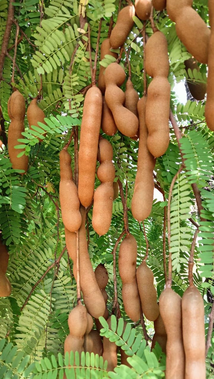 Tamarind 100 g 	 - Image 4