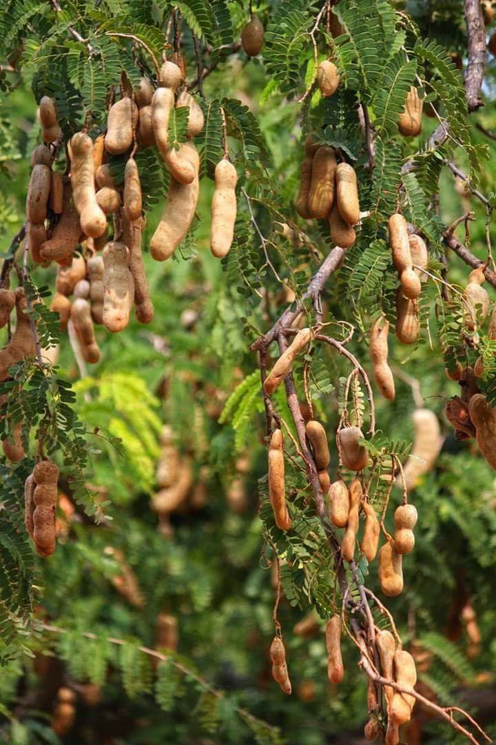 Tamarind 250 g - Image 4